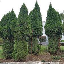 Deer will nibble away at arborvitae, especially in winter when greenery is harder to find. Avoid These Arborvitae Pruning Pitfalls Finegardening