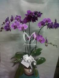 See more of pasar bunga wastukencana on facebook. Bunga Anggrek Bagr 1002 Toko Bunga Bandung Monalisa Florist Dekorasi Toko Bunga Di Bandung Toko Bunga Murah Bandung Florist Bandung Florist Di Bandung Florist Murah Bandung Toko Bunga Terdekat Florist Terdekat