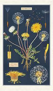 Amazon Com Dandelion Tea Towel Home Kitchen In 2020 Flower Art Floral Poster Art Inspiration