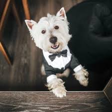 Owpawz's hair dye comes in nine new bright, fun shades. 4 Best Dog Hair Dyes Painting Your Pup For Special Events