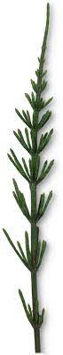 What are gymnosperm cones called? Non Flowering Plants Plants For Kids Dk Find Out