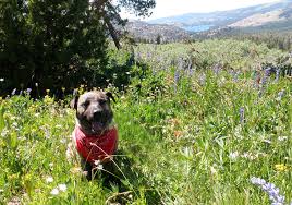 Great place for some really nice dogs and their friendly owners. Top 10 Dog Friendly Places In Lake Tahoe Laketahoe Com