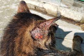 Check for fleas.t had his whole back half bald in a few days when he got them! 13 Causes Of Feline Hair Loss Lovetoknow
