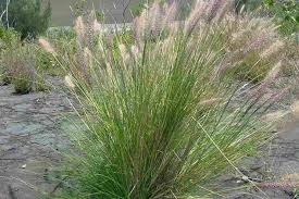 Image result for Cenchrus trisetus