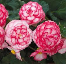Apr 13, 2020 tetra images. Begonia G0 G0 Rose Bicolor Annual Plants Annual Flowers Plants