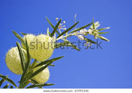 Image result for Gomphocarpus fruticosus