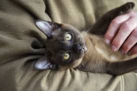 Burmese Cat Breed Information Pictures Characteristics Facts