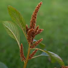 Image result for Amaranthus cruentus
