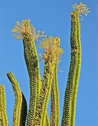 Image result for Alluaudia procera