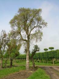 Image result for Quercus suber