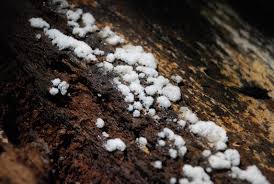 Typically, these trees come planted in garden or potting soil, which is not a suitable substrate for vigorous bonsai growth. Elm And Eggs Bonsai Nut