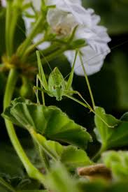 Yesil Cekirge Instagram Posts Instagram Plants