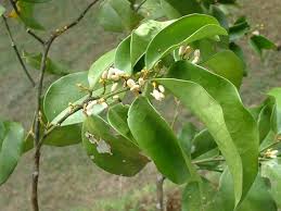 Image result for Olacaceae