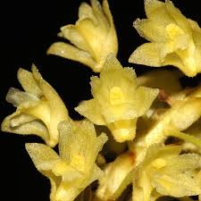 Image result for Crotalaria phylicoides