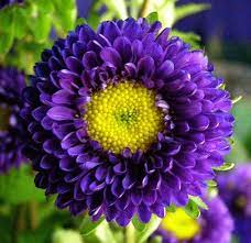 Matsumoto Asters Google Search Flowers Types Of Flowers Amazing Flowers