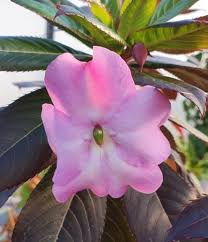 Image result for Impatiens shirensis