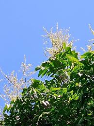 Image result for Sapindus saponaria