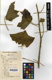 Image result for Hibiscus rostellatus