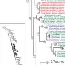Image result for Brachyachne patentiflora
