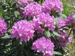 Rhododendron English Roseum Google Search Rhododendron Plants Landscape