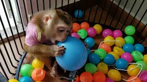 Cute Monkey Moo Vlogs 01 By Baby Monkey Moo