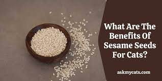 Can Cats Eat Sesame Seeds Are Sesame Seeds Safe For Cats