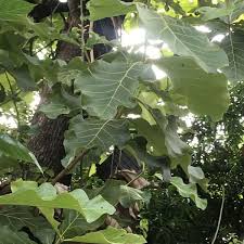 Image result for Tectona grandis