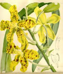 Image result for Dissotis lanata