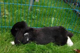 Entdecke 14 anzeigen für meerschweinchen babys kaufen zu bestpreisen. Welche Kaninchenrasse