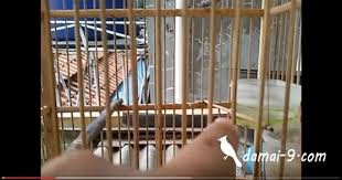 Tips atau cara agar lovebird gacor tidaklah terlau rumit dan sulit, perhatikan. Cara Membuat Kandang Jebakan Secara Simple Hobi Si Petani