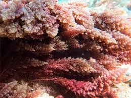 Image result for Achyropsis