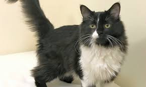 Learn more about maine coon adoptions (mca) in oakland, ca, and search the available pets they have up for adoption on petfinder. These Colorado Springs Based Felines Are Up For Adoption And In Need