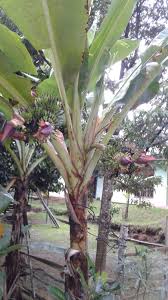 Maybe you would like to learn more about one of these? Unik Lho Pohon Pisang Berbuah Tujuh Tandan Dan Pisang Berwarna Emas