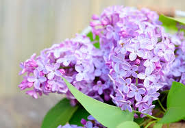 Poze de fundal aesthetic mov. Liliac Pictures