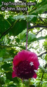 Image result for Psychotria auxopoda