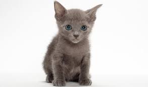 Visit us and meet your new best friend. Russian Blue Nebelung Cat Breed Information