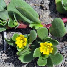 A purslane cultivar grown as a vegetable. Portulaca Oleracea View All Natives Australian Seed