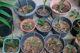 Part 1 of 3 believe it or not, dragon fruit can grow just fine in containers. Tips Information About Dragon Fruit Gardening Know How