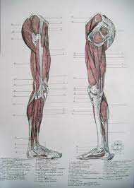 Leg muscle anatomical structure, labeled front, side, and back view diagrams. Muscles Of Legs Sides Anatomy Drawing Human Anatomy Drawing Human Muscle Anatomy