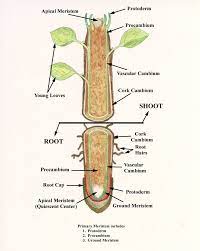 Internal Structure Of Root Root Plant Roots Tissue Types