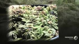 Image result for Cyanotis foecunda