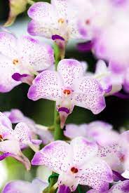 Aer Lawrenceae X V Gordon Dillon Vanda Orchids Orchid Flower Orchids