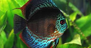 Black Discus Fish Discus Baligi Uretimi Peixes Coloridos Peixes Peixes Ornamentais