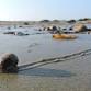 Seashore Discovery