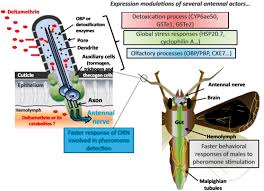 A pesticide product may have active ingredients from more than one chemical family. The Sublethal Effects Of Insecticides In Insects Intechopen