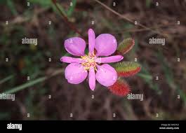 Image result for Clappertonia ficifolia