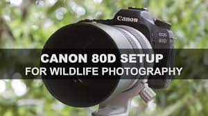 Canon 80d Setup For Wildlife Photography Wildlife Photography Dslr Photography Tips Youtube Photography