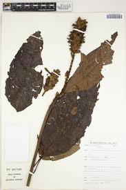 Image result for Monanthotaxis orophila