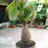 Bonsai fruit tree bonsai tree care mini bonsai fruit trees bonsai pruning tree pruning conifer trees deciduous trees hydroponic gardening more information. 1