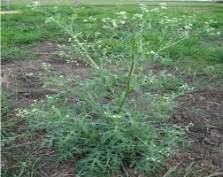 Image result for Tetrapogon tenellus